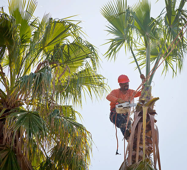 Tree and Shrub Care