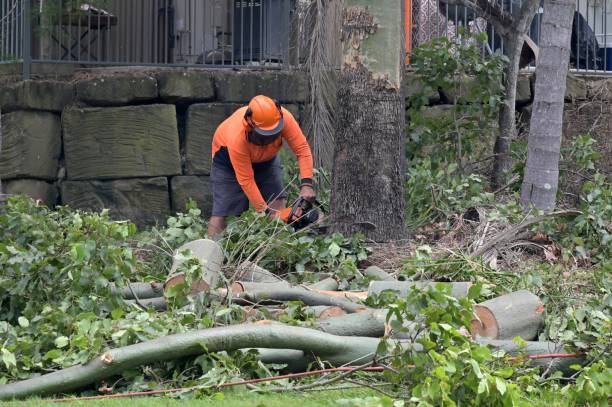 How Our Tree Care Process Works  in  Loomis, CA